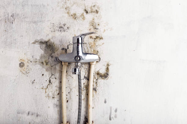 Best Commercial Mold Removal  in Vidalia, LA