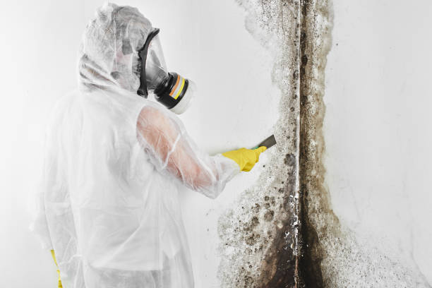 Best Mold Testing  in Vidalia, LA