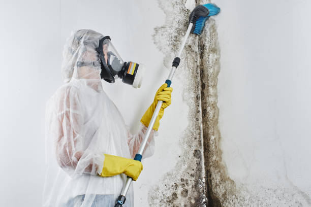 Mold Testing and Removal in Vidalia, LA