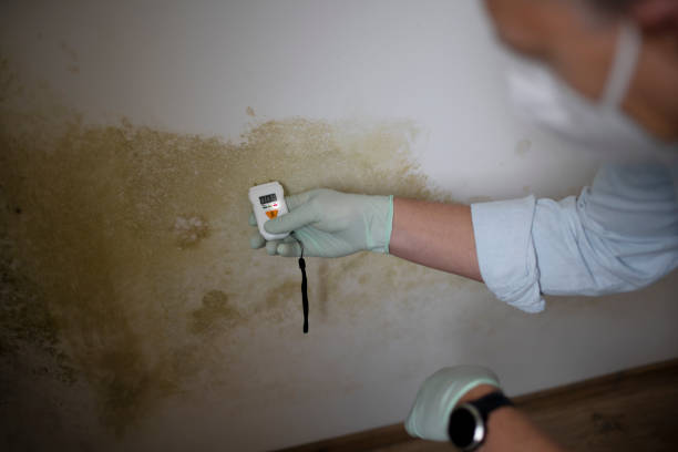 Best Mold Remediation Experts  in Vidalia, LA