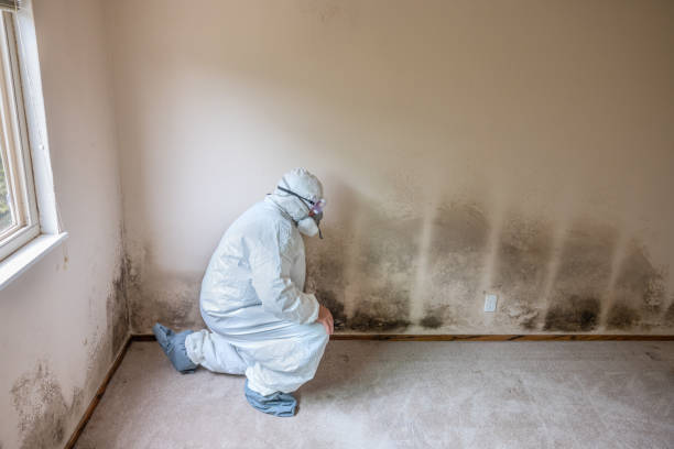 Best Mold Inspection  in Vidalia, LA