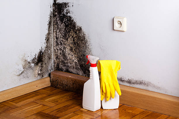 Best Mold Damage Repair  in Vidalia, LA