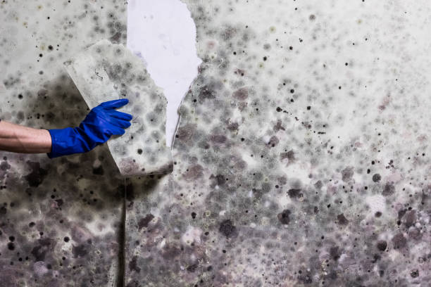 Attic Mold Removal in Vidalia, LA